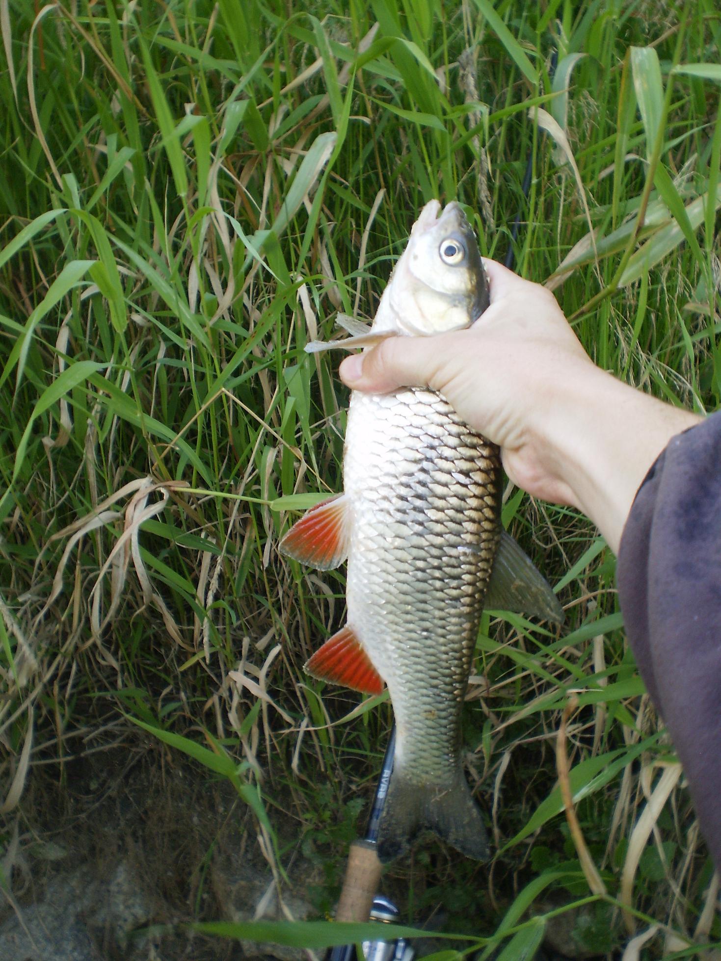 kleń 38 - 2 TINY.JPG