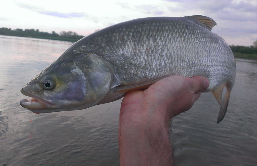 bolo na stronkę 1.jpg
