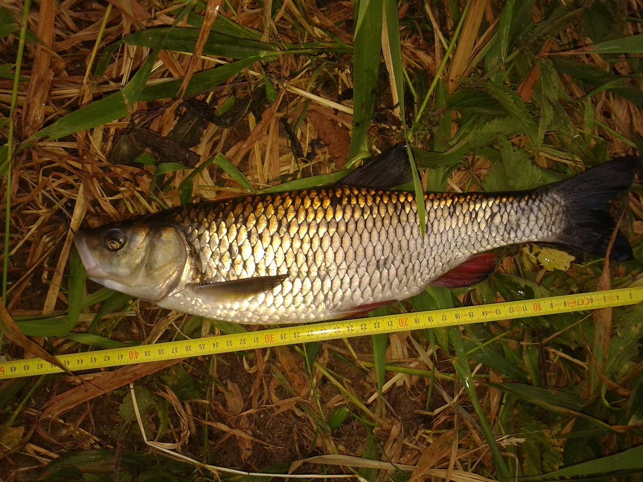 Zdjęcie-0014 - Kopia.jpg