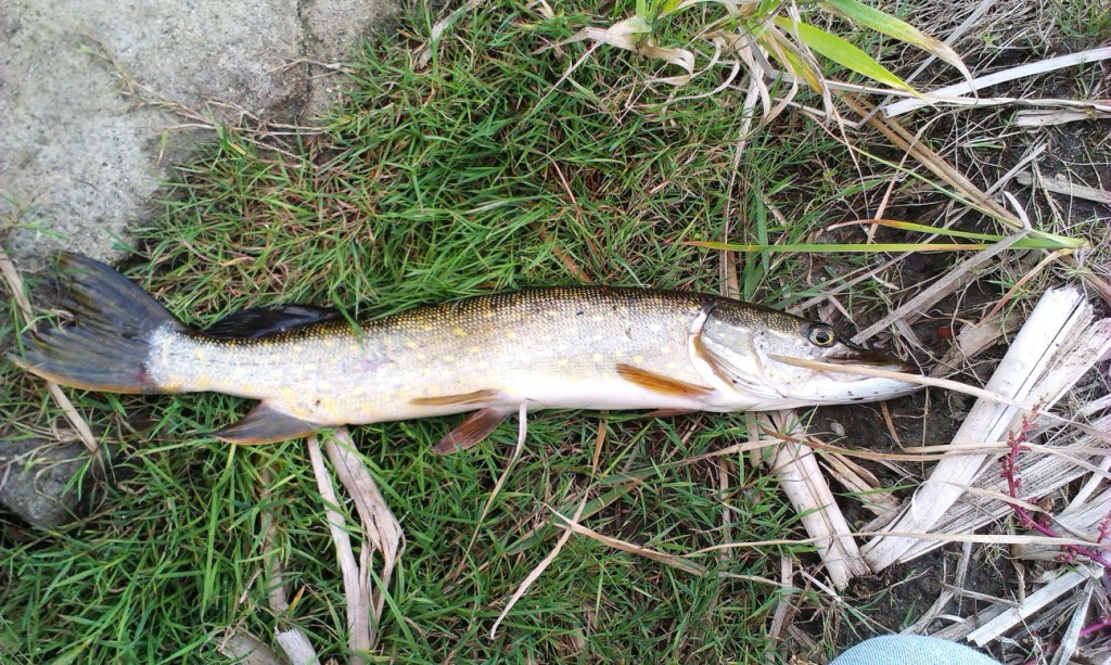 2013-09-22 14.32.22.jpg