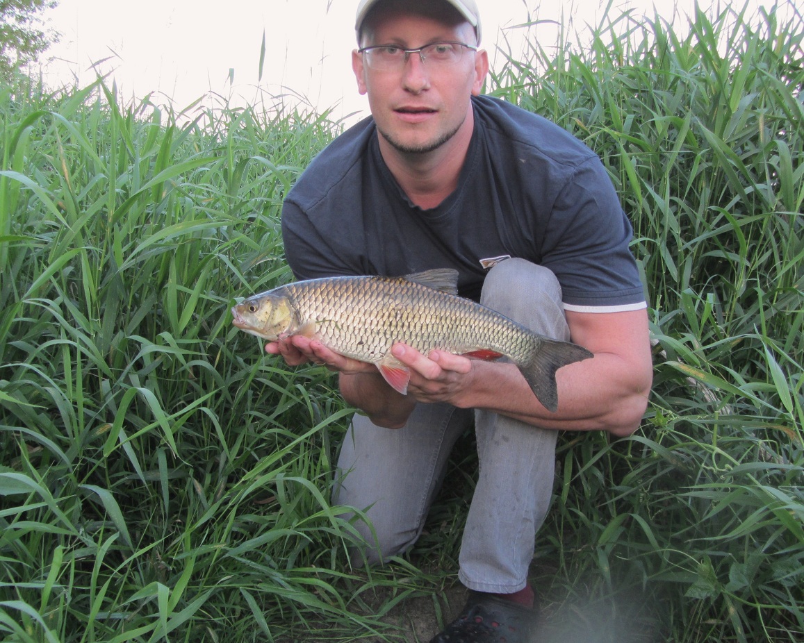 Klen 42cm czeresnia_m.jpg