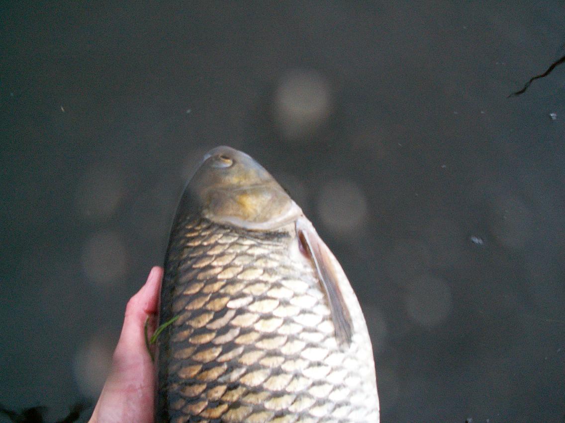 Klen - wypuszczenie.JPG