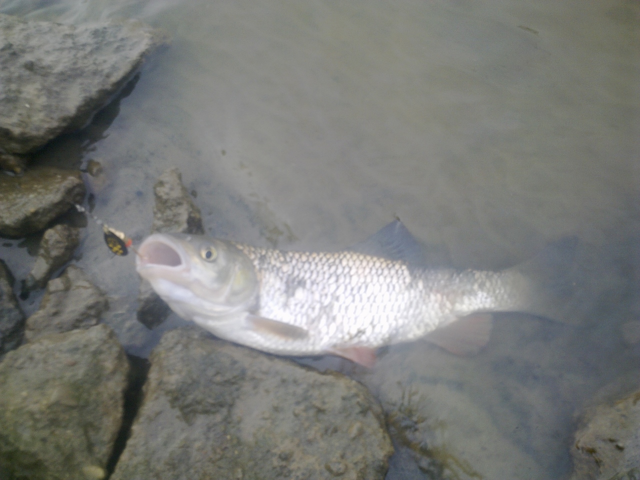 20140515006 (1280x960).jpg