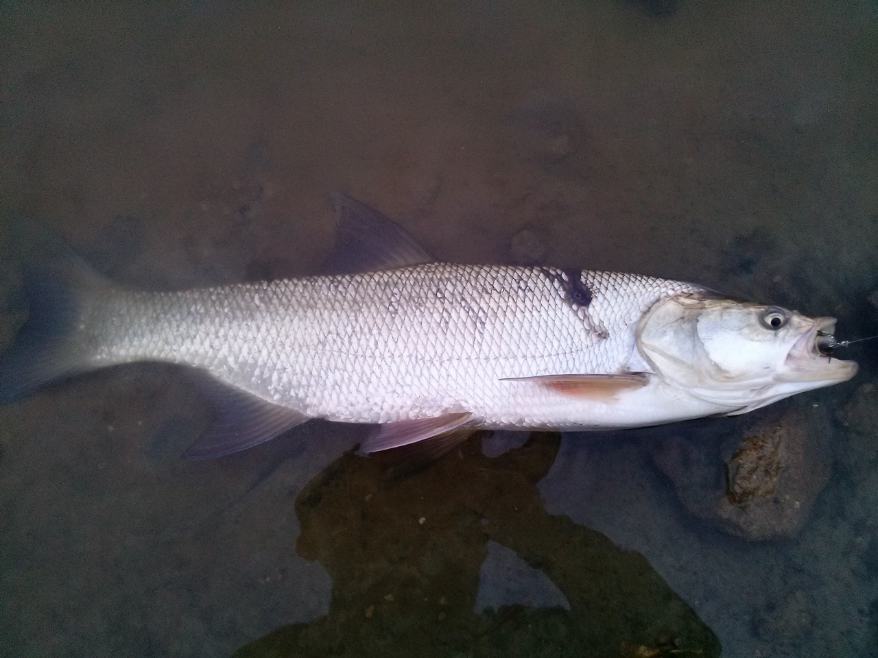 CAM00231 (1280x960).jpg