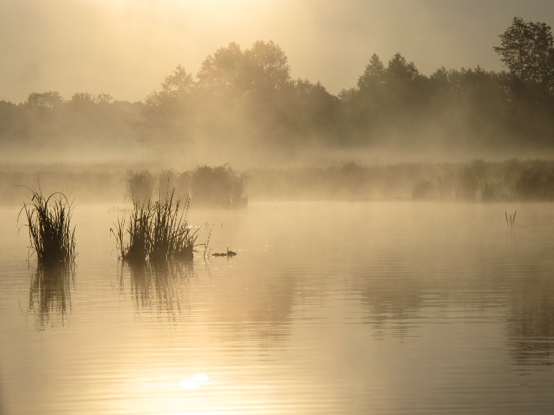 poranna mgla.jpg