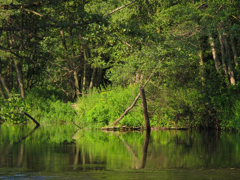 wilga przed progiem lepsze.JPG