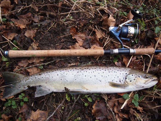 pierwsza troc sezonu.JPG