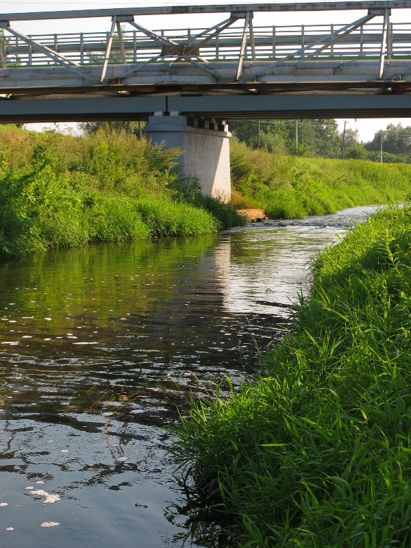 wilga pod mostem.JPG