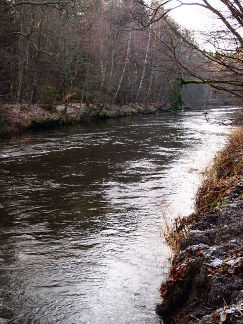 Machowino prostak lepsze zdjecie.JPG