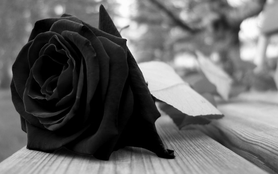 185586__mourning-rose_p.jpg