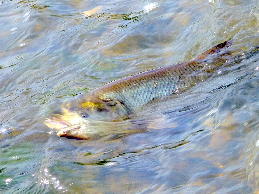 P1210335.JPG