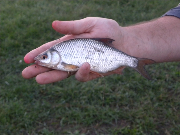 narew 1 sierpień 2010 039.jpg