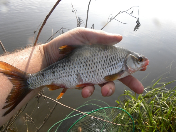 narew 1 sierpień 2010 039.jpg