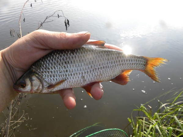 narew 1 sierpień 2010 041.jpg