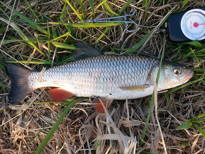 Kleń 11_04_2015.jpg