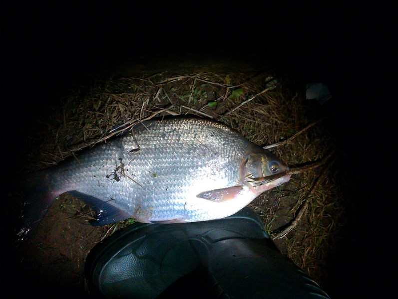 IMAG0770 (Kopiowanie).jpg