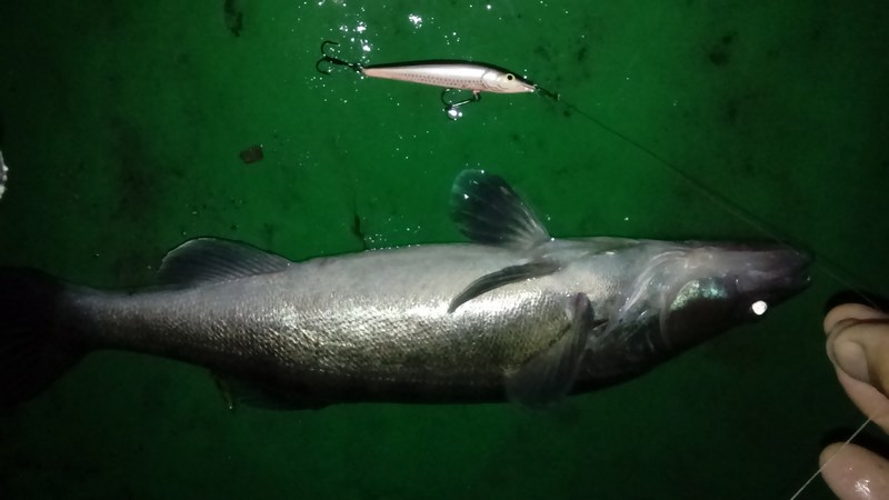 DSC_1691 (Kopiowanie).JPG