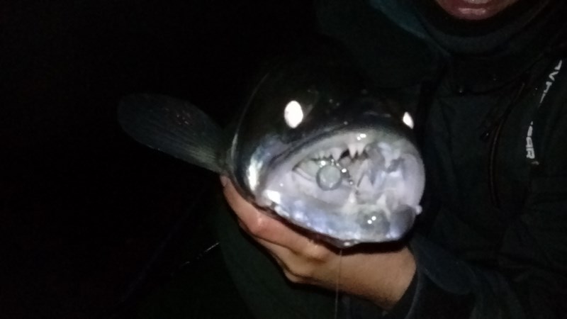 DSC_1698 (Kopiowanie).JPG