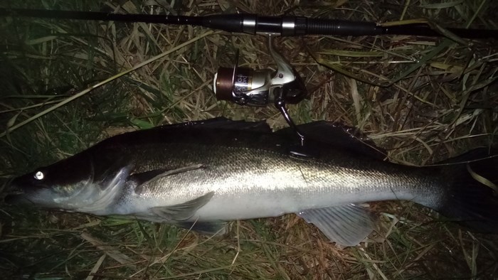 DSC_1108 (Kopiowanie).JPG