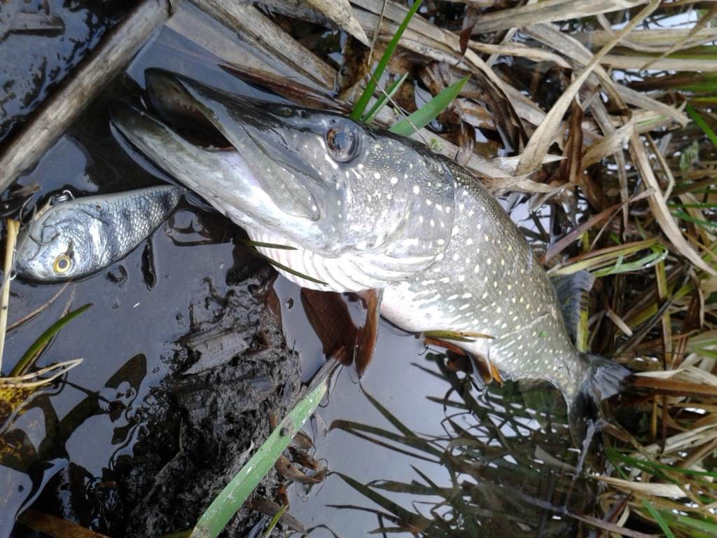 20141017_152018 (1).jpg