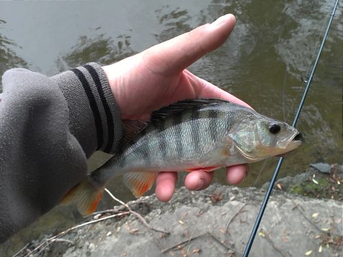 wiślany okonek 11062012..jpg