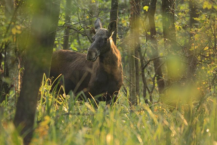 Łoś (Alces alces).jpg