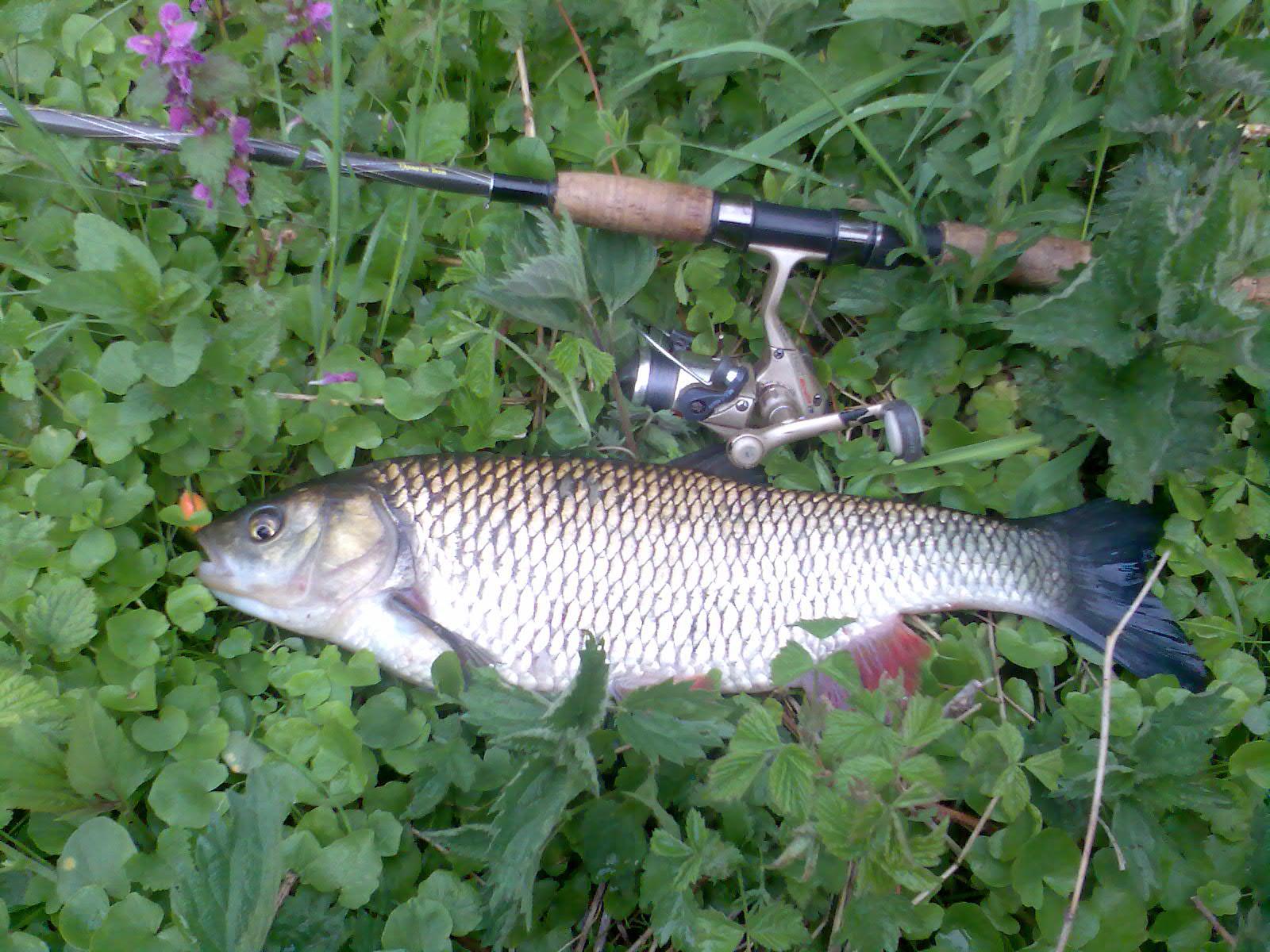 47alaska green tiger ORZYC.jpg