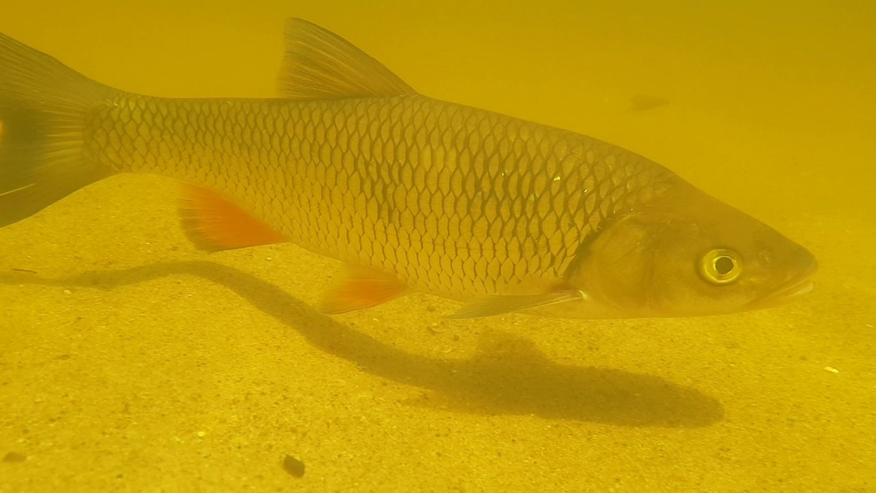 Screenshot_20180809-182014_Video Player-1280x720.jpg