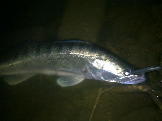 60+cm.jpg