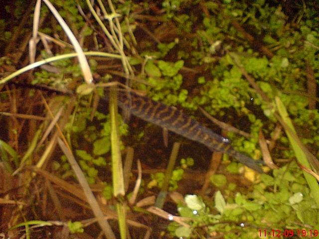 DSC00201.JPG