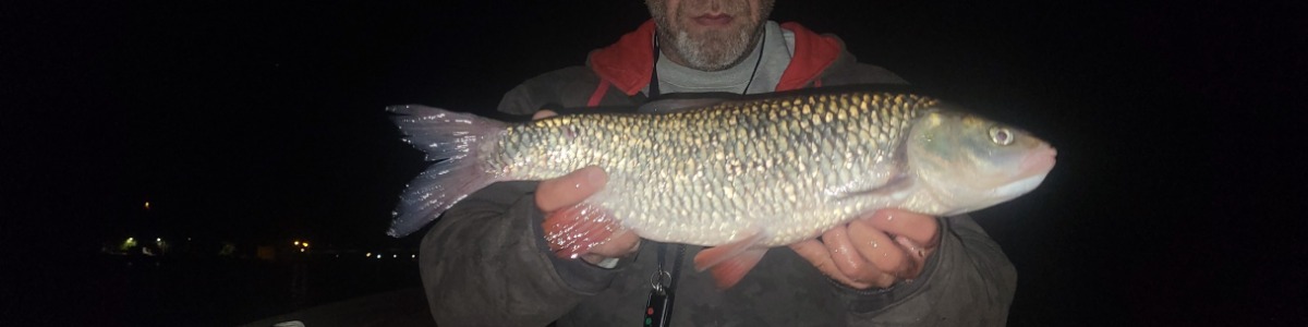 Baner profilu bysior